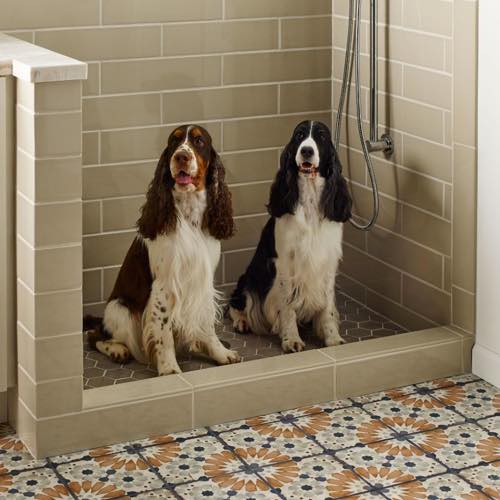 Dogs | H&R Carpets and Flooring