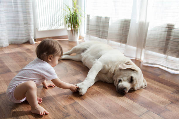 Top Flooring Options For Pet Owners | H&R Carpets and Flooring