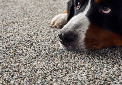 Dog on carpet | H&R Carpets and Flooring